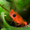 dendrobates